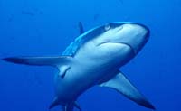 T-Bohn-D000B-0142-A-Palau