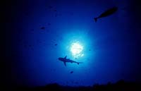 T-Bohn-D000B-0152-A-Palau