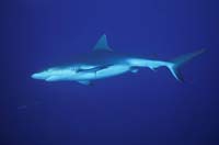 T-Bohn-D000B-0154-A-Palau