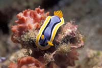 T-Bohn-D000R-0024-A-PI-Anilao