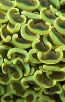T-Bohn-D000R-0158-A-PI-Anilao
