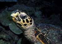 T-Bohn-D001B-0027-A-Palau
