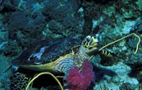 T-Bohn-D001B-0028-Palau