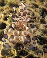 T-Bohn-D001R-0134-A-PI-Anilao-Basura